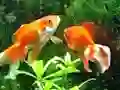 Permainan Blue Fish Escape secara online