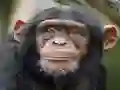 Permainan Chimpanzee Jigsaw secara online