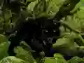 Permainan Escape from Black Panther Forest secara online