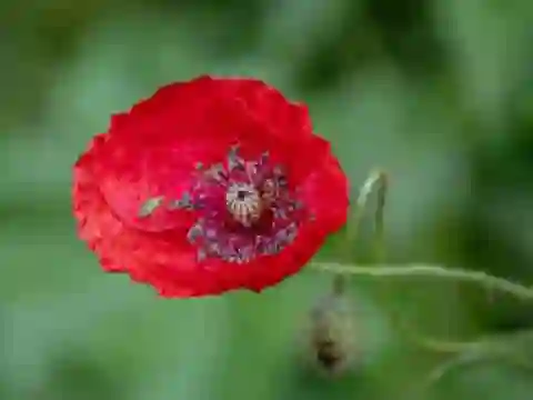 Permainan Poppy Nature Flower Jigsaw secara online