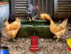 Permainan Poultry Farm Easter Escape secara online