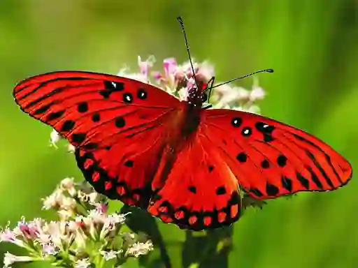 Permainan Nature Jigsaw Puzzle Butterfly secara online
