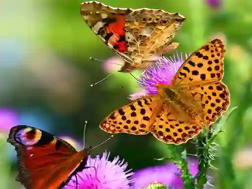 Permainan Butterfly Slide secara online