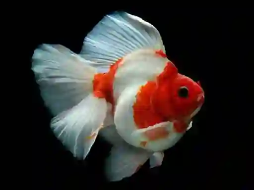 Permainan Gold Fish Jigsaw Puzzle secara online
