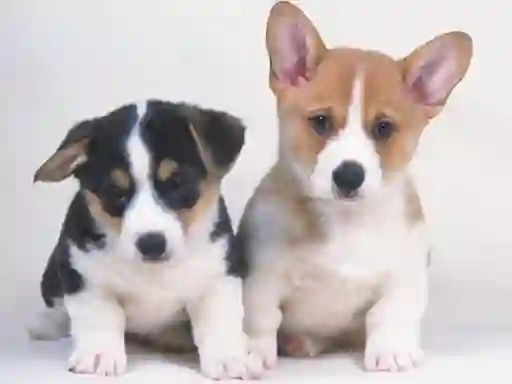 Permainan Cute Puppies Puzzle secara online