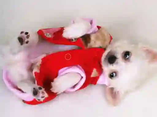Permainan Lovely Puppy Slide secara online