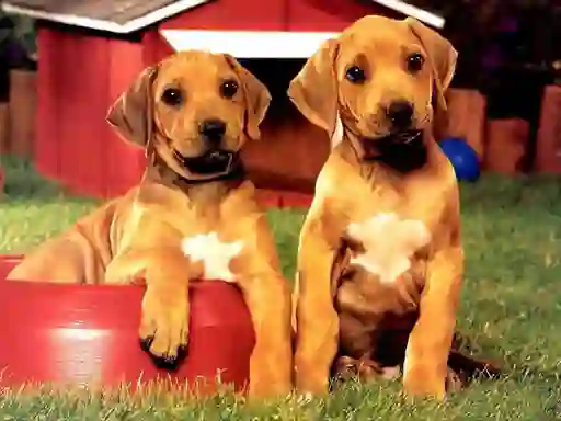 Permainan Puppy Pairs Puzzle secara online