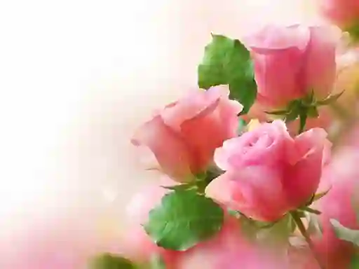 Permainan Pink Roses secara online
