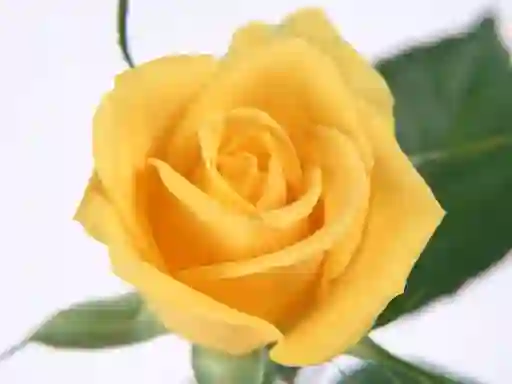 Permainan Yellow Roses secara online