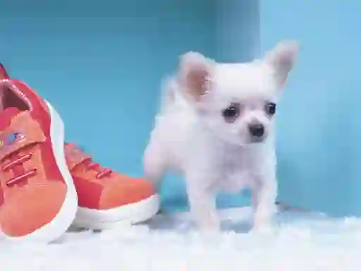 Permainan Lovely Puppy Puzzle secara online