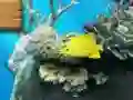 Permainan Big fish eats small secara online
