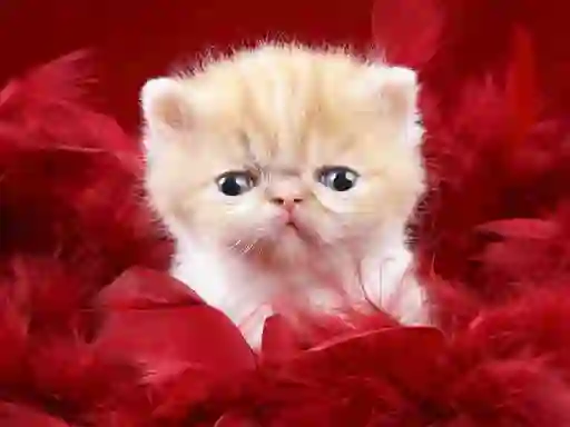 Permainan Funny Kitty secara online