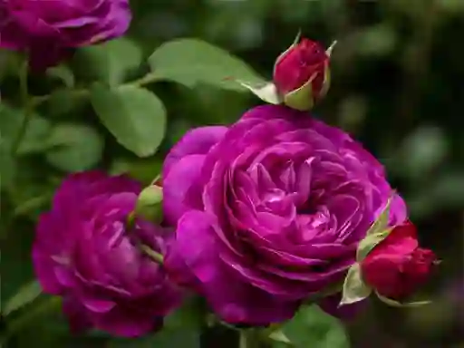 Permainan Purple Roses secara online
