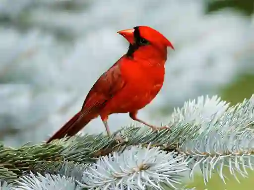 Permainan Birds Puzzle secara online