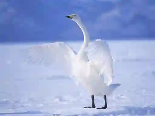 Permainan Graceful Swans secara online