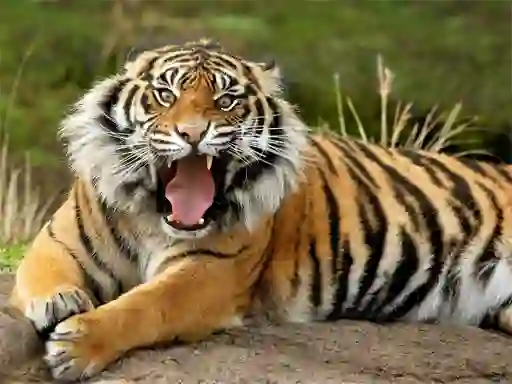 Permainan Animals Jigsaw Puzzle Tiger secara online