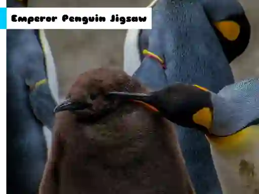 Permainan Emperor Penguin Jigsaw secara online