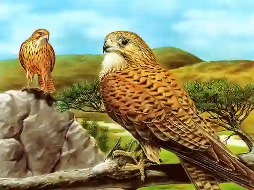 Permainan Birds of Prey Slide secara online