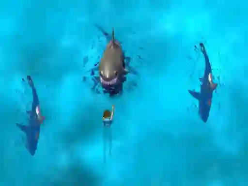 Permainan Avoid the Sharks secara online