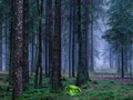 Permainan Matahari terbenam mistis di hutan  secara online