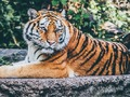 Permainan Teka-teki Jagi  secara online