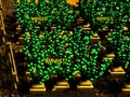 Permainan Kebun Pixel secara online