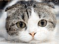 Permainan Waktu Teka-Teki Kucing secara online