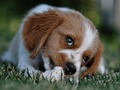Permainan Puzzle anjing secara online