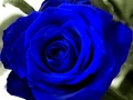 Permainan Mawar biru secara online