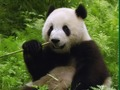 Permainan Teka-teki Panda secara online