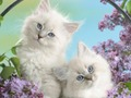 Permainan Kucing Lucu secara online