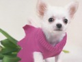 Permainan Teka-teki Anak Anjing Imut secara online
