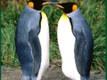 Permainan Teka-teki Penguin secara online