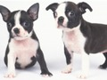 Permainan Seluncur Anak Anjing Lucu secara online