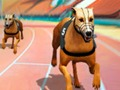 Permainan Demam Balapan Anjing Gila secara online