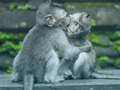 Permainan Teka-teki Cimpanzi secara online