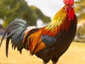Permainan Puzzel Burung Domestik secara online