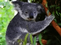 Permainan Bayi Beruang Koala yang Lucu  secara online