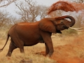 Permainan Puzzle Jigsaw Hewan - Gajah  secara online