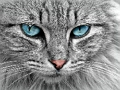 Permainan Jigsaw Cat Eye  secara online