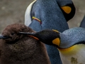 Permainan Kaisar Penguin Jigsaw  secara online