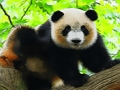 Permainan Bayi Panda Lucu  secara online