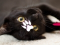 Permainan Puzzle Kucing Lucu  secara online