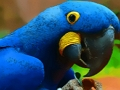 Permainan Puzzle Burung Beo  secara online