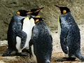 Permainan Jigsaw Raja Penguin  secara online