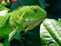 Permainan Iguana Liar  secara online