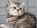 Permainan Picpu Cat secara online