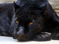 Permainan Jigsaw Black Panther  secara online