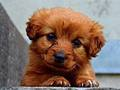 Permainan Puzzle Anak Anjing secara online
