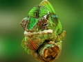 Permainan Jigsaw Bunglon  secara online